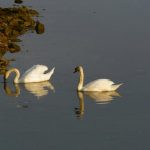 Labudovi na Peškeri - Foto Marinela Žiković