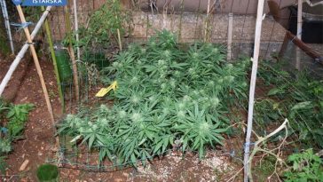 marihuana konoplja