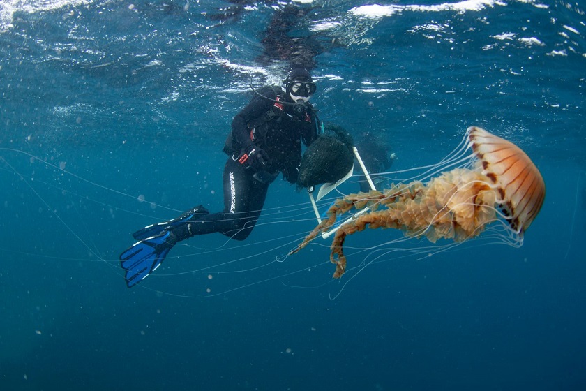 Ogromna kompas meduza snimljena kod splita institut za oceanografiju