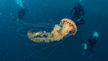 Ogromna kompas meduza