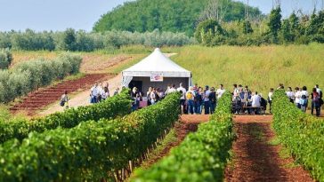 wine walk novigrad vino šetnja vinograd