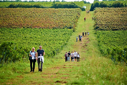 wine walk novigrad vino šetnja vinograd