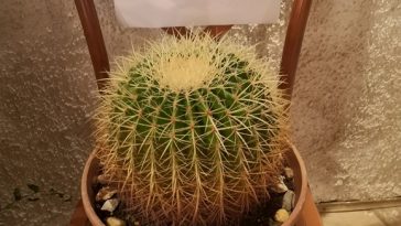 Izložba kaktusa u Žminju