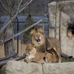 lavovi zoološki vrt zagreb lavica