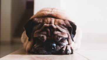 Ilustracija - Foto Jorge Zapata za Unsplash pas prestrašen