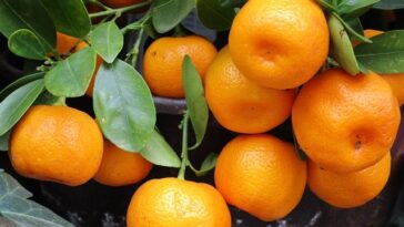 mandarine ilustracija pixabay