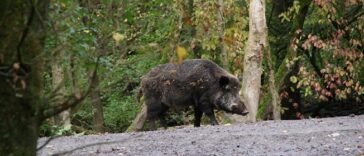 divlja svinja unsplash divljač