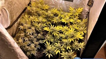 policija mup konoplja droga marihuana