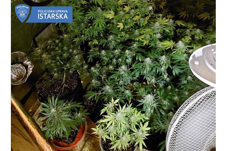 Foto PU istarska mup marihuana policija droga konoplja