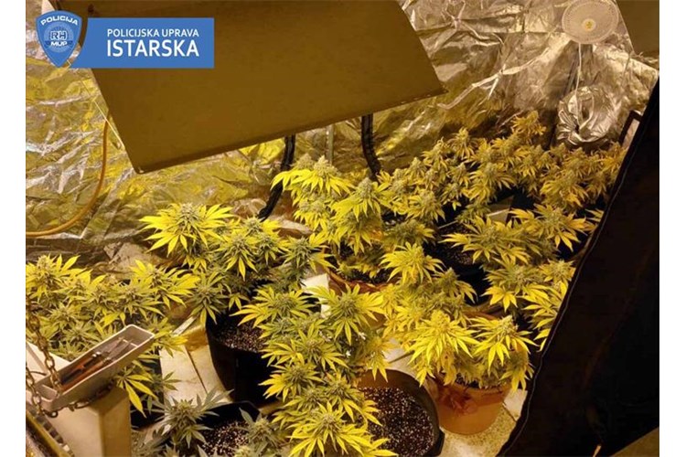 Foto PU istarska marihuana policija mup