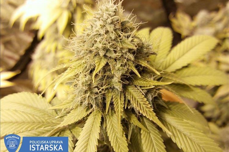 Foto PU istarska marihuana konoplja