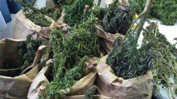 droga marihuana policija mup