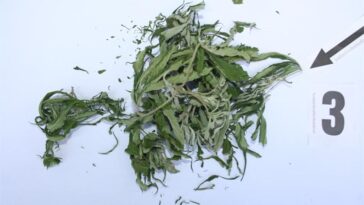 Foto Policijska uprava istarska marihuana