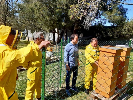 Urbani pčelinjak u Poreču