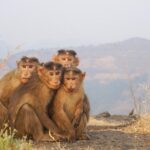 Ilustracija - Foto Unsplash majmuni