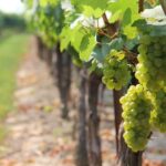 vinograd vinova loza pixabay