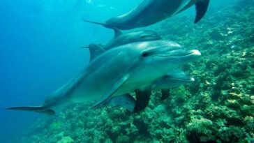 Ilustracija - Foto Joakant za Pixabay dupini delfini more