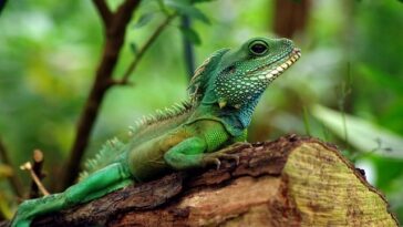 Iguana - Ilustracija-Foto Sandra Pape za Pixabay