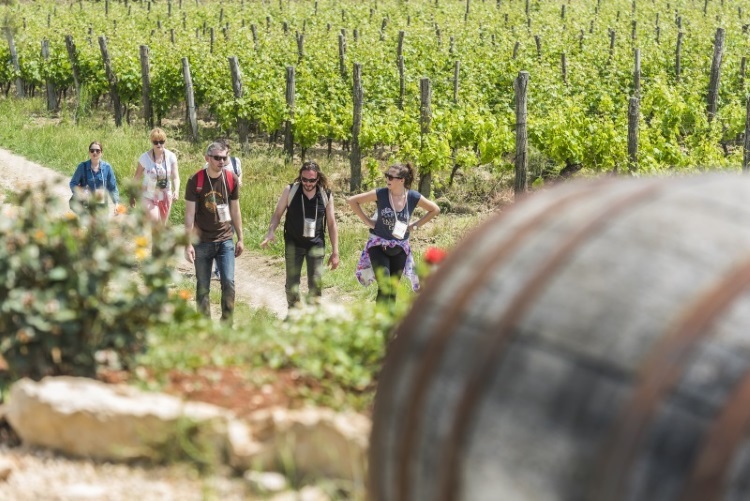Foto TZ Buje - Coloursofistria.com vino wine walk vinograd