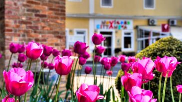Foto TZ Novigrad