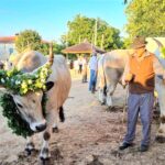 Jakovlja u Kanfanaru 2022. - Foto Aleta Brattoni 30-7-2022