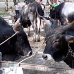 Izložba istarskog goveda 2021- - Foto Bookaleta višnjan