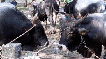 Izložba istarskog goveda 2021- - Foto Bookaleta višnjan