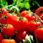 pixabay rajčice pomidor