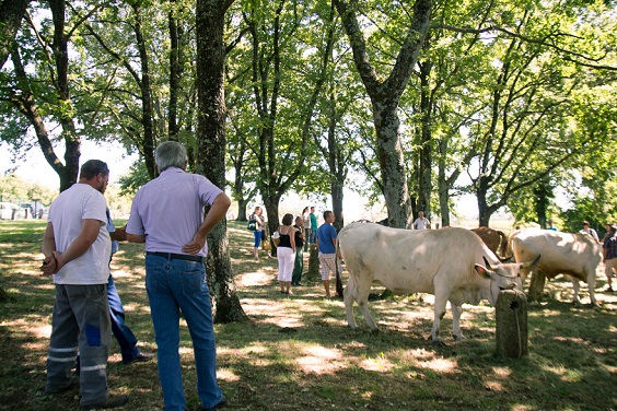 Bartulja - Foto Arhiv Općina Žminj