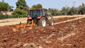 Oranje u centru Poreča - Foto Bookaleta/Davor Šišović