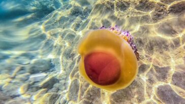 meduza