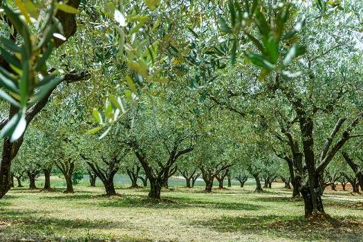 Masline - Uljara Torač u Žbandaju Foto PR