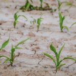 suša poljoprivreda kukuriz polje oranica kampanja pixabay