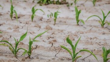 suša poljoprivreda kukuriz polje oranica kampanja pixabay