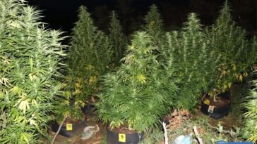 marihuana Foto Policijska uprava istarska