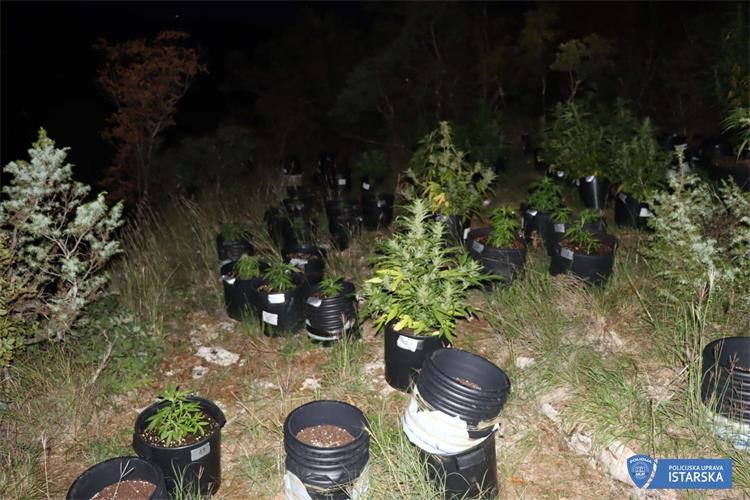 marihuana nasad droga foto policija