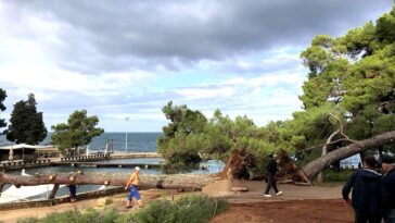 Srušeni borovi na Gradskom kupalištu Poreč - Foto Tanja Kocijančić