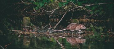 Photo Matt Seymour za Unsplash - Ilustracija štakor