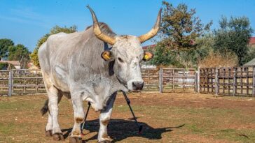 Istarski boškarin Pipo iz Vodnjana Photo: Srećko Niketić/PIXSELL