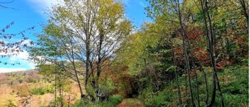 Ilustracija - Šuma na Učki - Foto Marinela Žiković