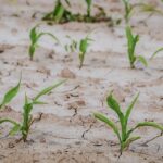 zemlja kukuruz suša poljoprivreda