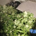 Foto Policijska uprava istarska marihuana droga