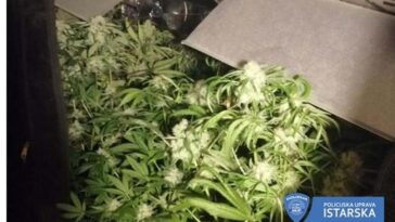 Foto Policijska uprava istarska marihuana droga