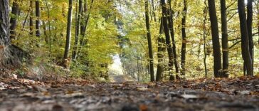 Foto di janice123oo da Pixabay šuma stabla priroda