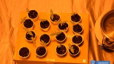 Foto Policijska uprava istarska marihuana