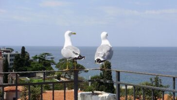Foto Grad Poreč