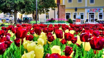 Foto TZ Novigrad