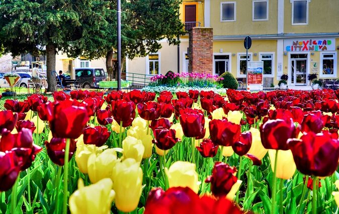 Foto TZ Novigrad