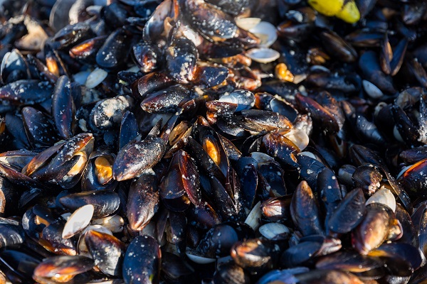 Gastro manifestacija Pjat na molu u Poreču - Foto TZ Poreč