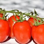 pixabay pomidori rajčica